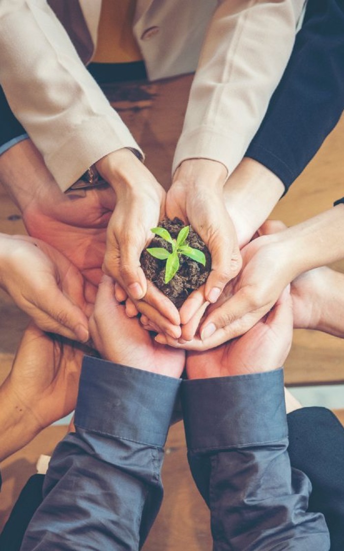 Hands holding a plant