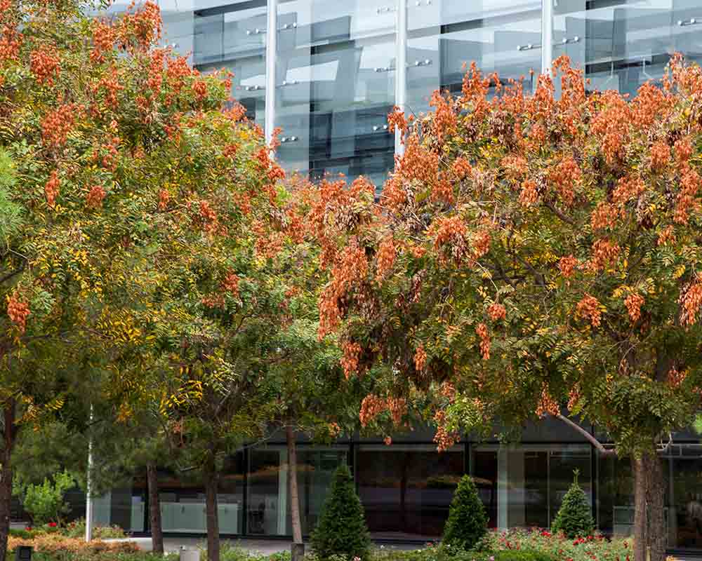 Tree in Campus