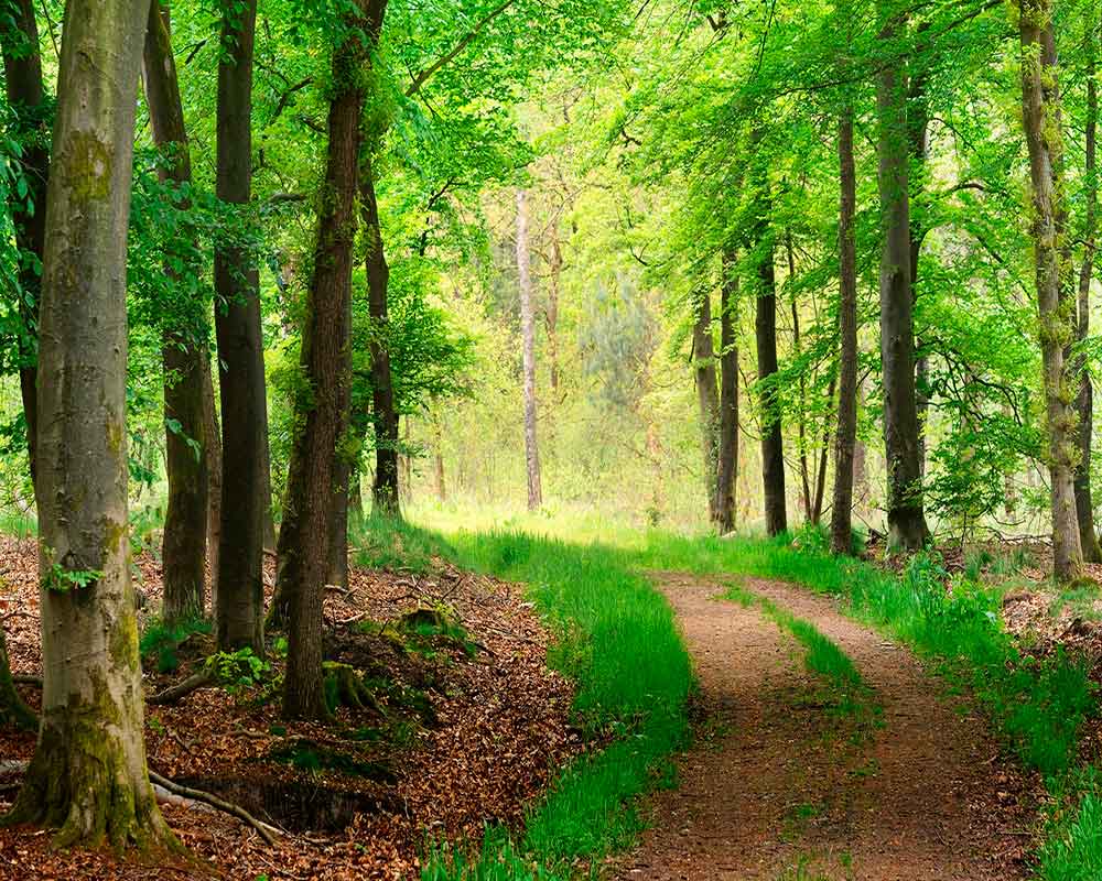 Forest with a road