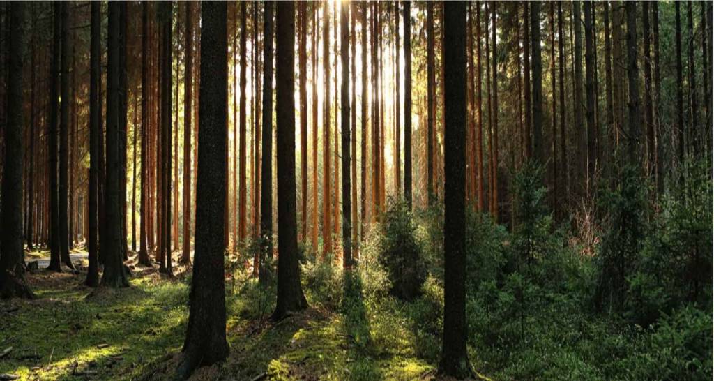 Image of several tree trunks in a forest at sunrise