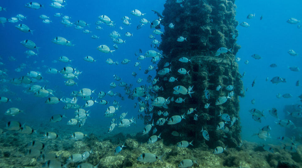 Shoal of fish in the sea. Biotopes