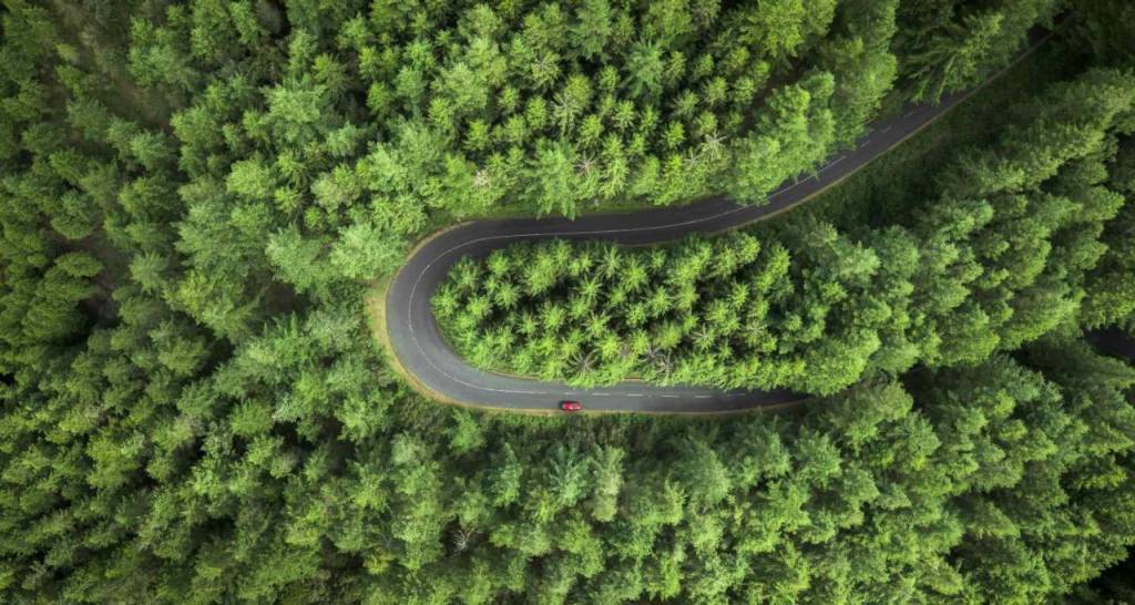 Road lined with green trees