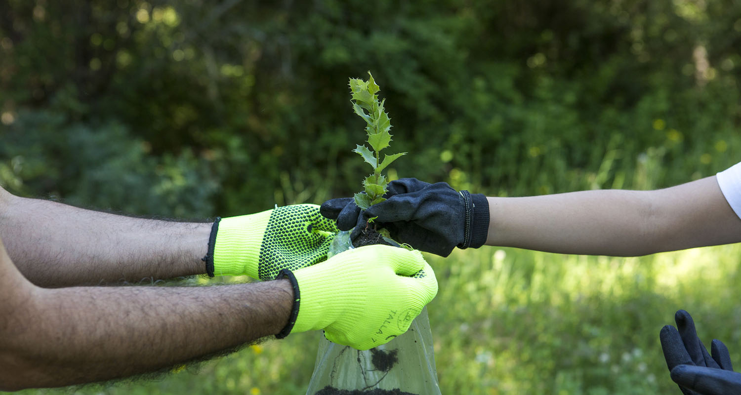 Hands holding a plant