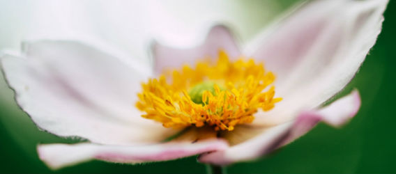 View of a white flower