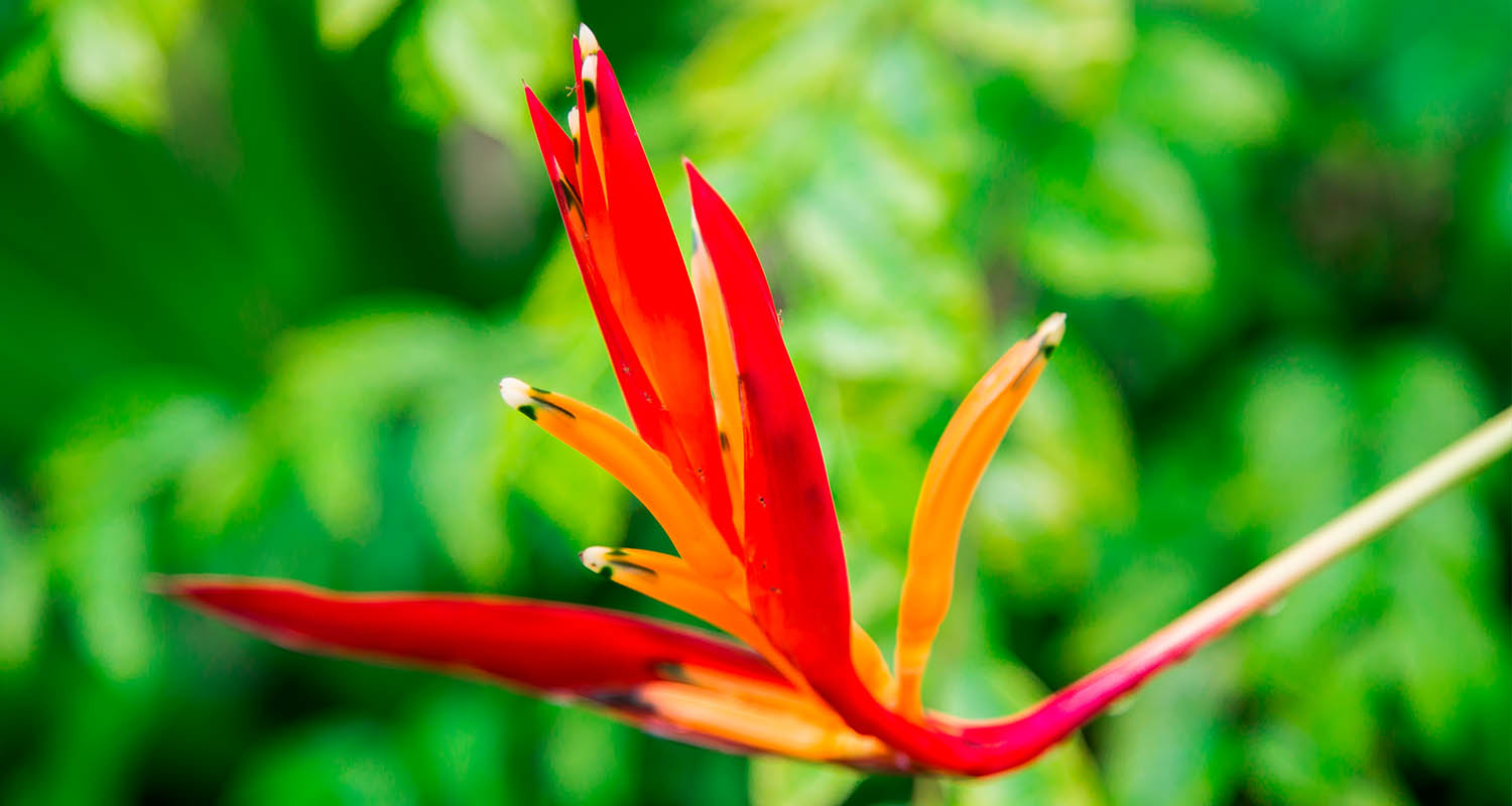 View of a flower