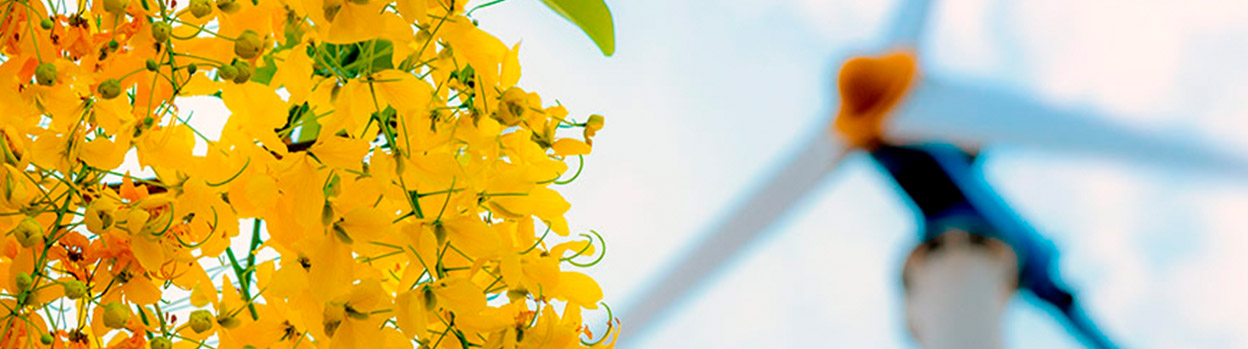 Flowers with out-of-focus wind turbine behind them