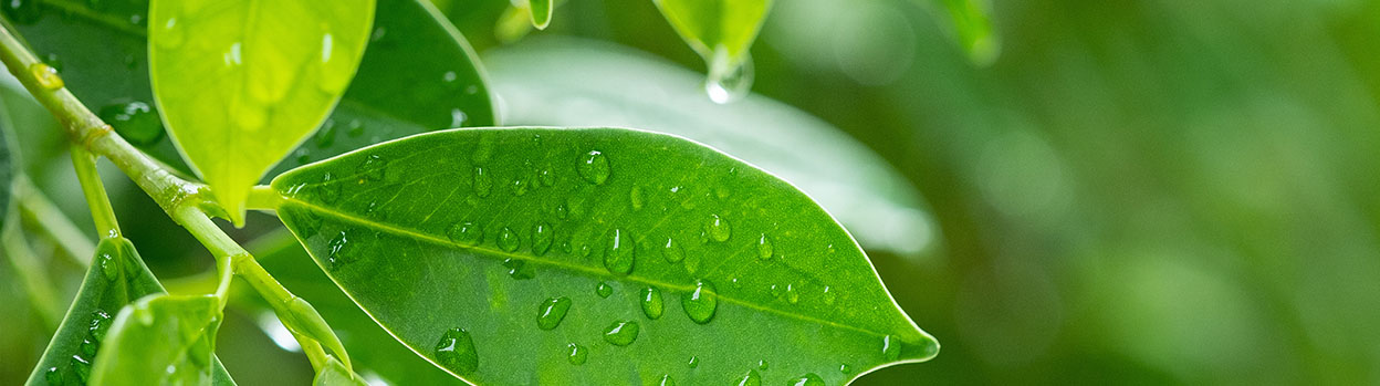 Holas de un árbol con gotas de agua