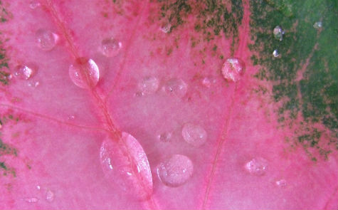 Gotas de rocio sobre una hoja 