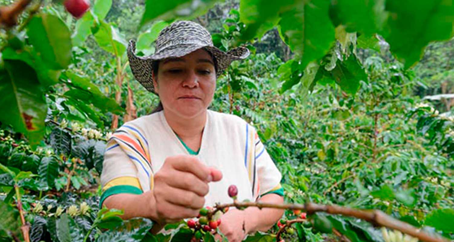 Una mujer recolecta frutos de una planta 