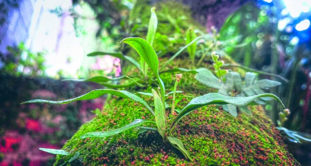 Tree trunk with plants